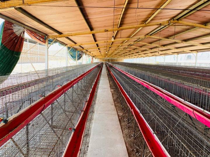 Gripe aviar provoca sacrificio de miles de aves en La Laguna